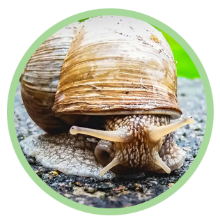 Slimáky